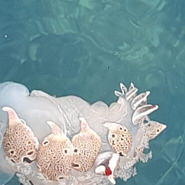 Tethys fimbria snimljena na Čikatu