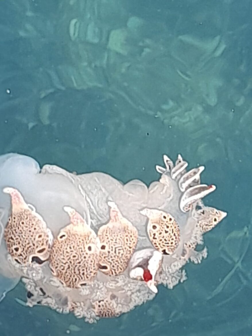 Tethys fimbria snimljena na Čikatu